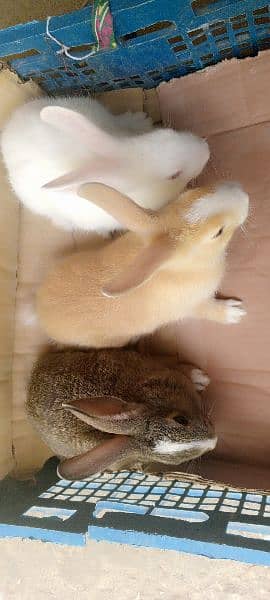 Baby Rabbits (KIT) 2