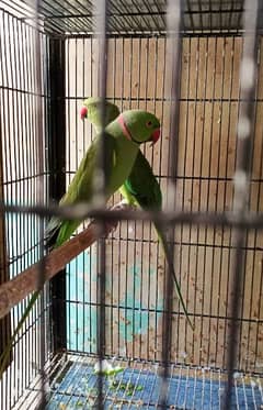 3 Ringneck Pairs Available
