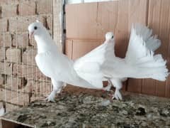 Lakky Kabootar Fancy Pigeon Pair