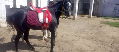 horse for sale 5lac
