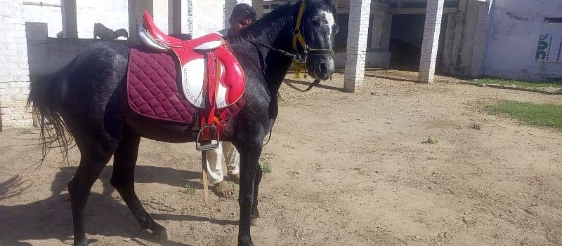 horse for sale 5lac 0