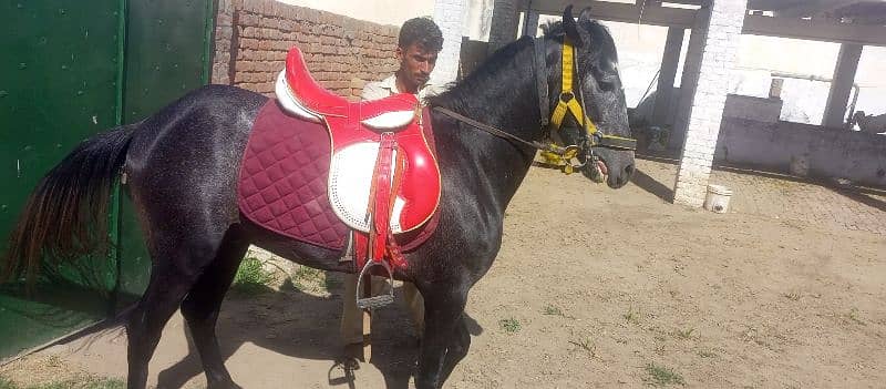 horse for sale 5lac 1