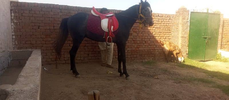 horse for sale 5lac 2