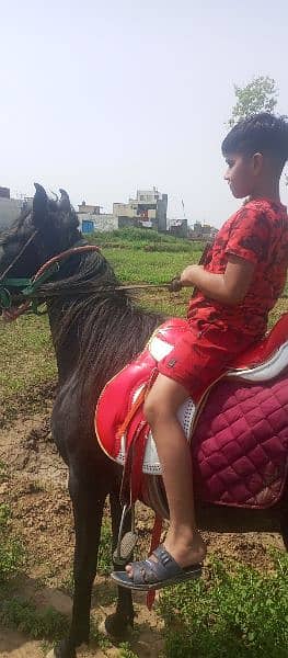 horse for sale 5lac 3