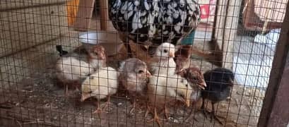 Aseel and Desi Chicks for sale