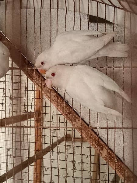 Albino Red Eye breeder 1