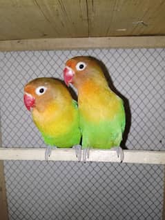 Green fisher parrot(breeding adult pair) for sale