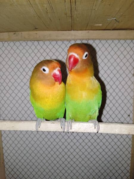 Green fisher parrot(breeding adult pair) for sale 1