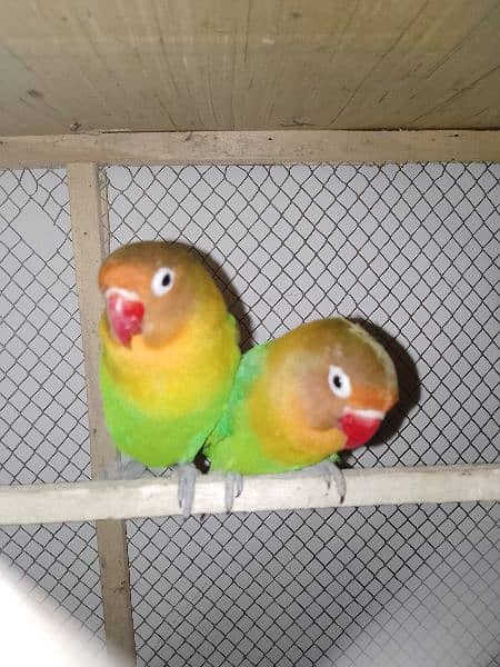 Green fisher parrot(breeding adult pair) for sale 2