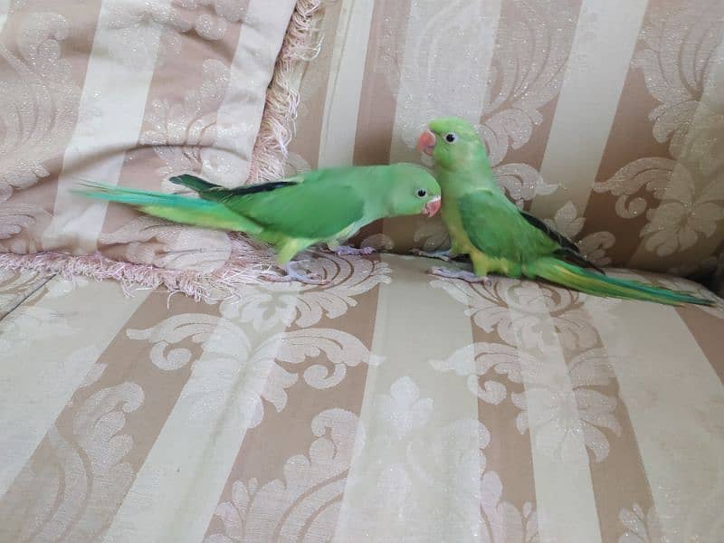 Two green ringneck parrot 19