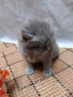 grey female kitten