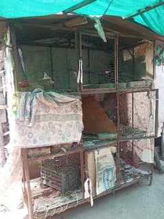Hen cage for sale