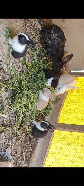 Rabbits with bunnies 4
