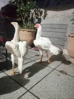 white Heera pair and white luky pigeon 03224376274
