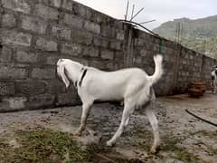 2 Male Bakra for sale at warsak ouch Tehsil adenzai lower dir