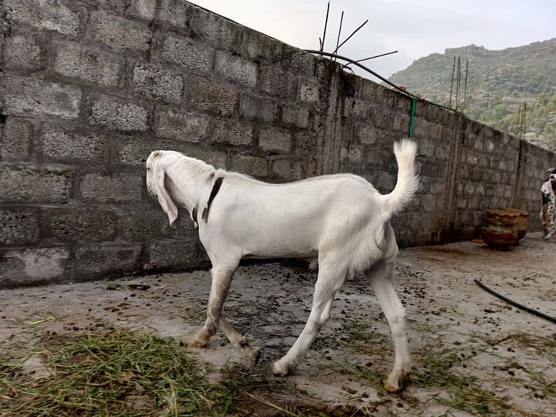 2 Bakra / Goat / Desi Goat / Goats pair 0