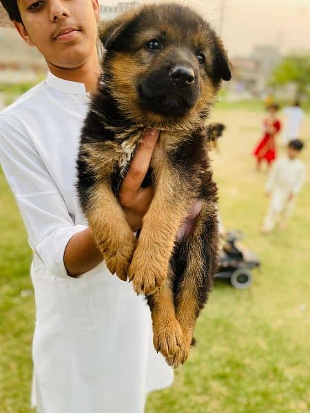 German shepherd puppies for sale 1