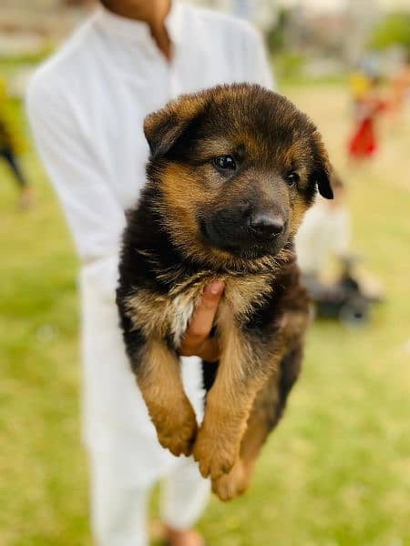 German shepherd puppies for sale 2