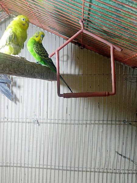 Australian budgies pair For sale or exchange 1