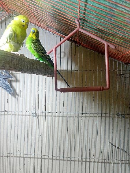 Australian budgies pair For sale or exchange 2
