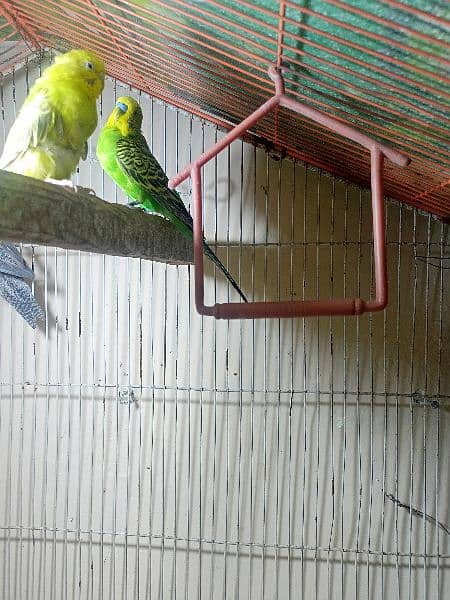 Australian budgies pair For sale or exchange 3