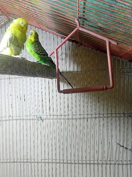 Australian budgies pair For sale or exchange 4