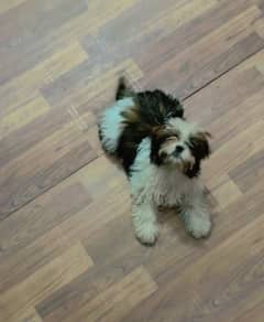 Shihtzu male puppy available for sale
