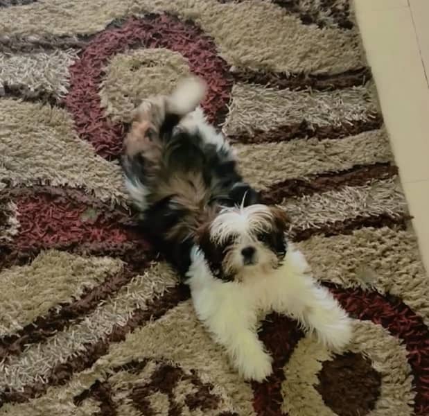 Shihtzu male puppy available for sale 2