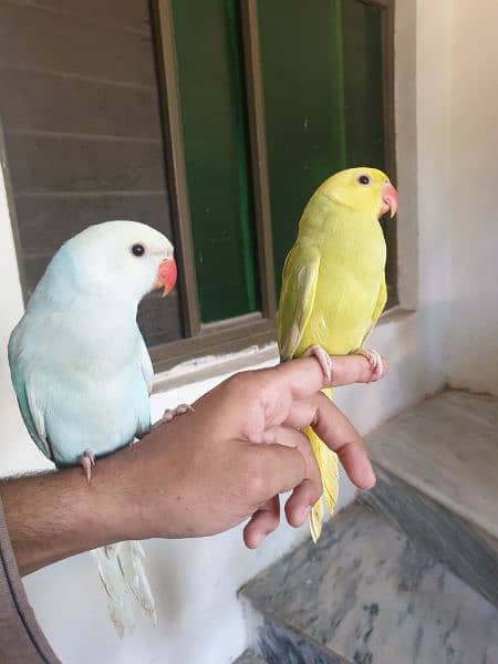 Talking colorfull parrots 2