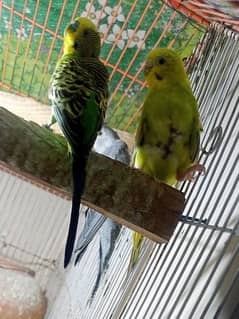 Australian budgies pair For sale or exchange 0