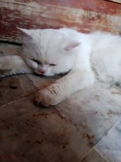 white beautiful cat 0