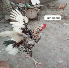 Aseel breeder pair, Aseel chicks, astrolop chicks. 0