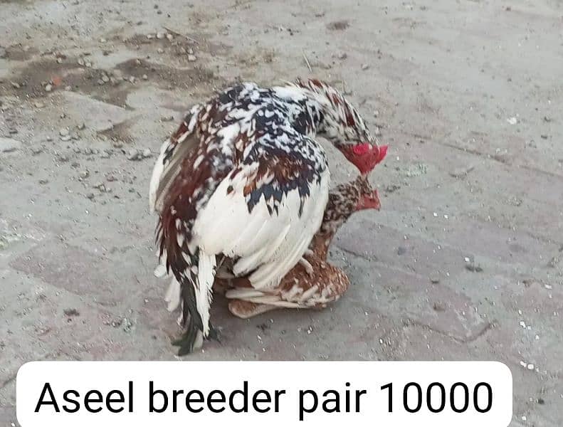 Aseel breeder pair, Aseel chicks, astrolop chicks. 1