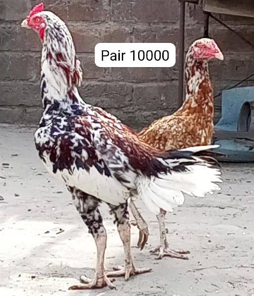 Aseel breeder pair, Aseel chicks, astrolop chicks. 2