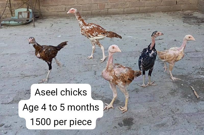 Aseel breeder pair, Aseel chicks, astrolop chicks. 12