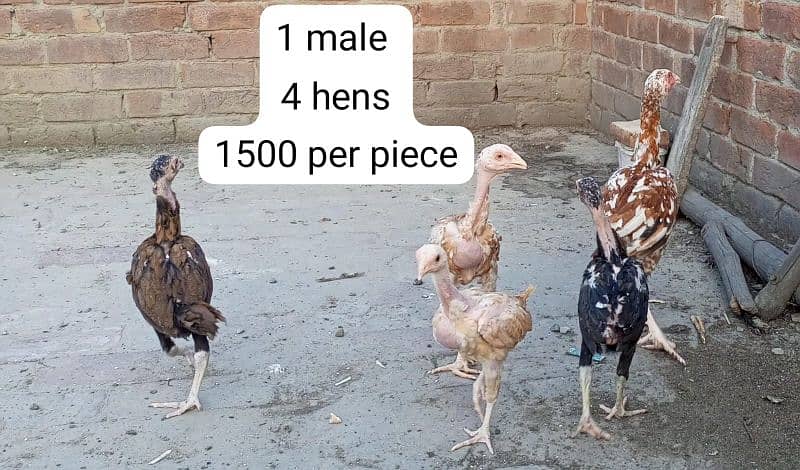Aseel breeder pair, Aseel chicks, astrolop chicks. 14