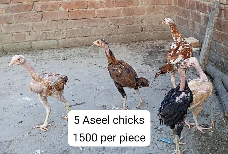 Aseel breeder pair, Aseel chicks, astrolop chicks. 15