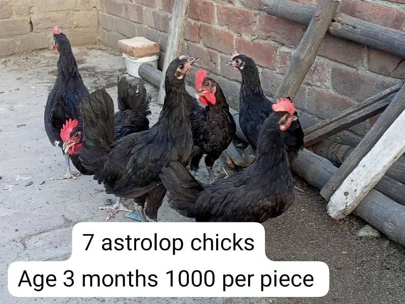 Aseel breeder pair, Aseel chicks, astrolop chicks. 16