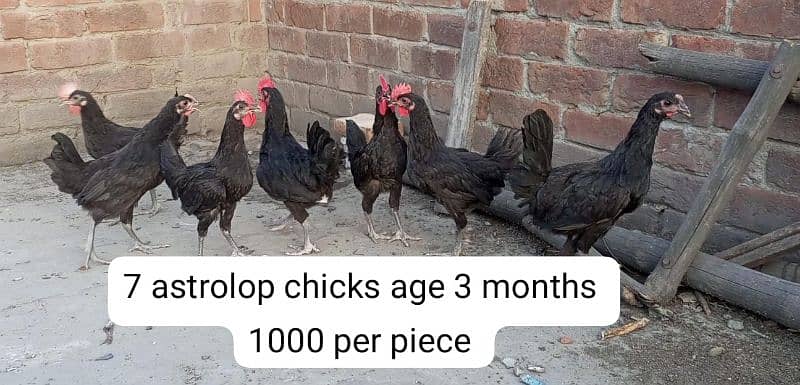 Aseel breeder pair, Aseel chicks, astrolop chicks. 17