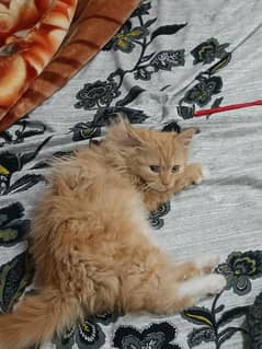 Persian long coated male 3month