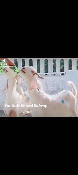 khassi bakray for sale. . . Qurbani 2024 15
