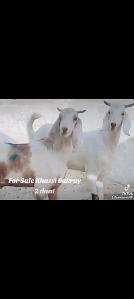 khassi bakray for sale. . . Qurbani 2024 16