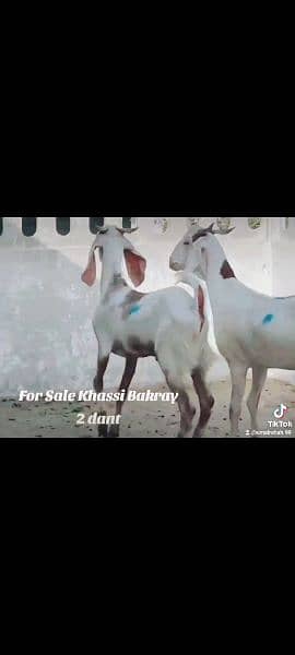 khassi bakray for sale. . . Qurbani 2024 18