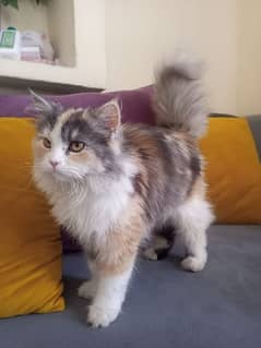 Persian Cat 7 months old