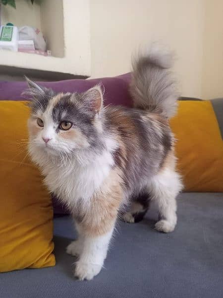 Persian Cat 7 months old 0