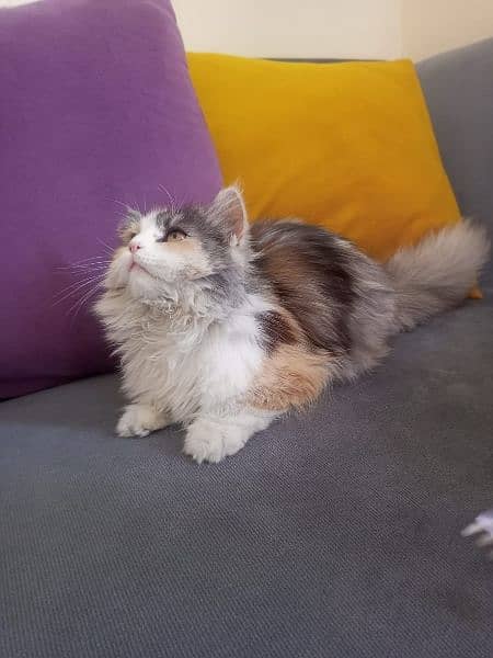 Persian Cat 7 months old 1