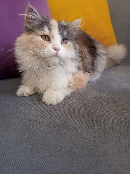 Persian Cat 7 months old 2