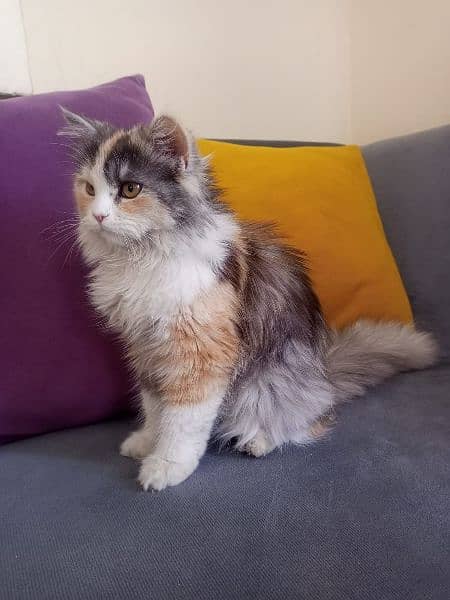 Persian Cat 7 months old 3