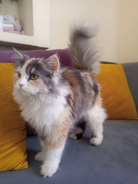Persian Cat 7 months old 4