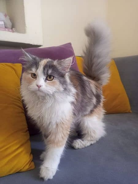Persian Cat 7 months old 5